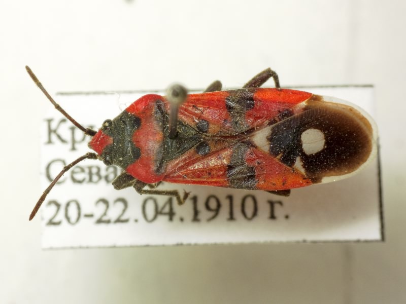 Lygaeus simulans Deckert, 1985